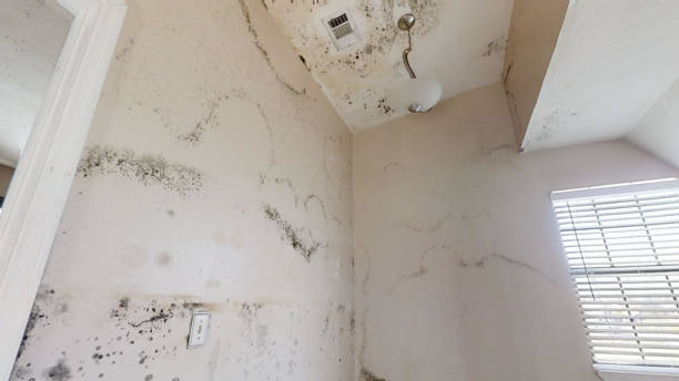 Best Black Mold Removal  in Hortonville, WI